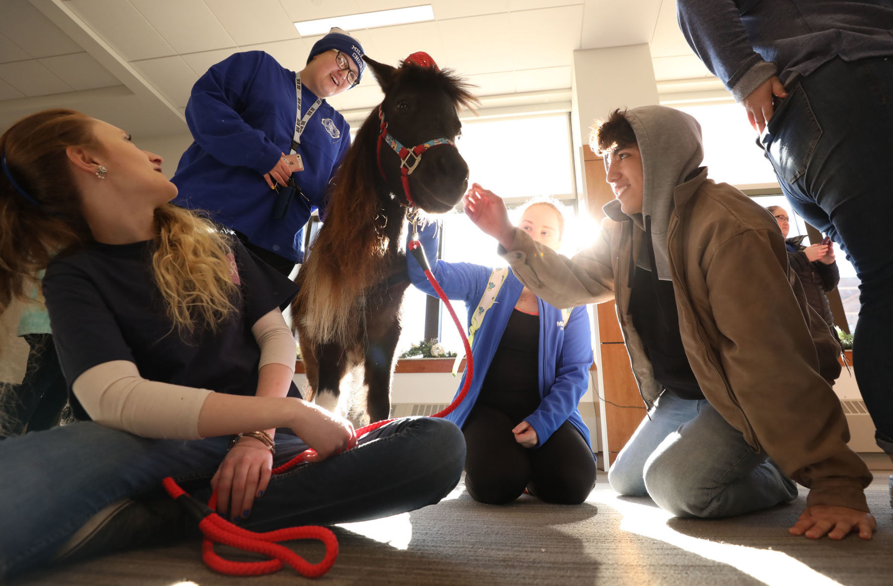 mini therapy horses 34 12.12.18.jpg